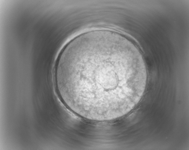 X0000065971514200603311825