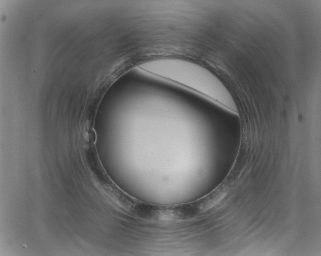 X0000065980264200603030937