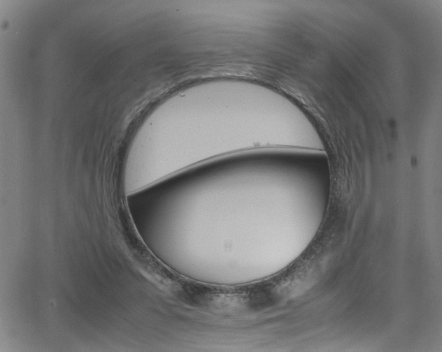 X0000065980303200603030937