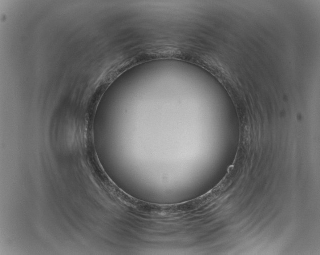 X0000065980739200603030929