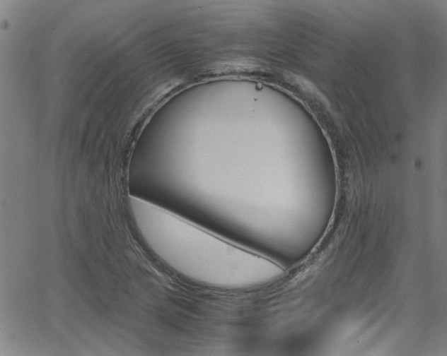 X0000065981217200603030921