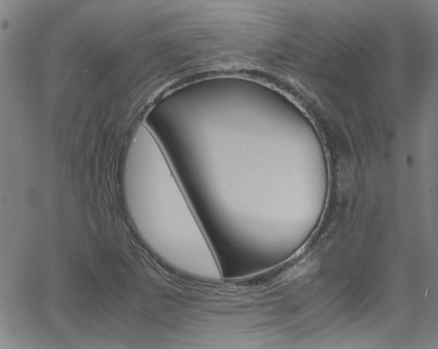 X0000065981265200603030921