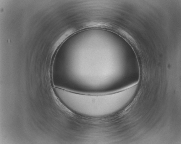 X0000065981330200603030920