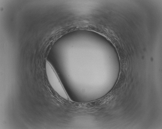 X0000065981445200603030918