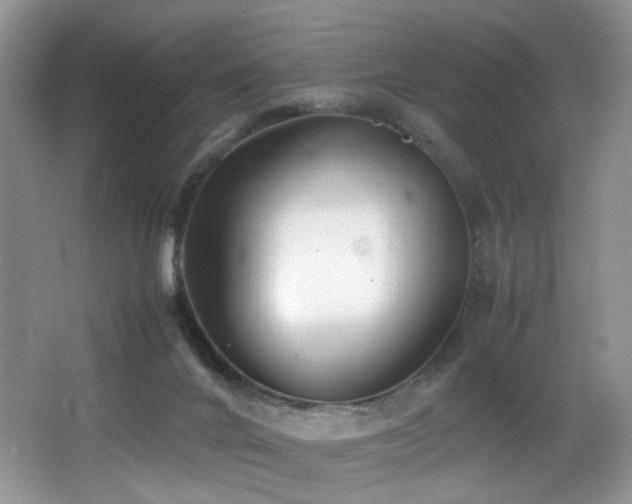 X0000065980024200603031206