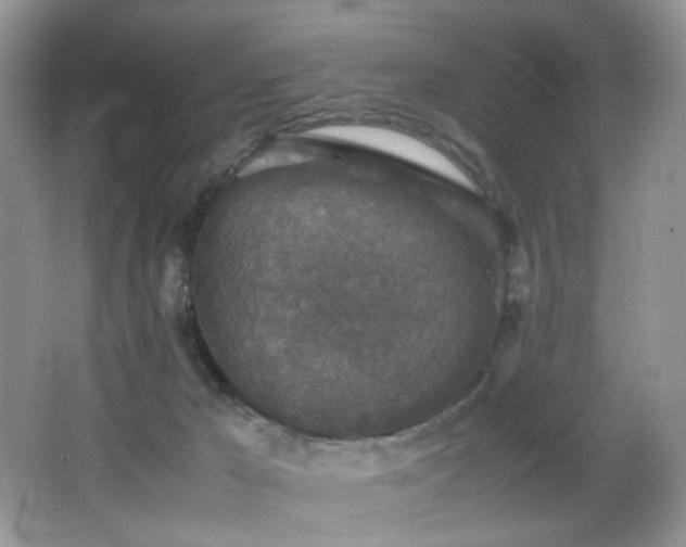 X0000065980029200603031206