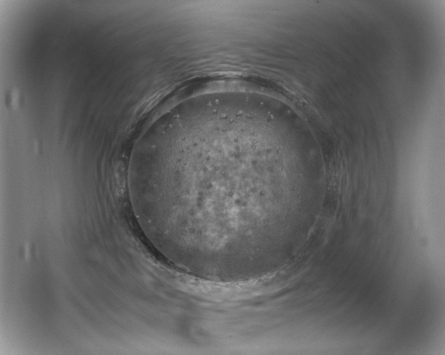 X0000065980043200603031206