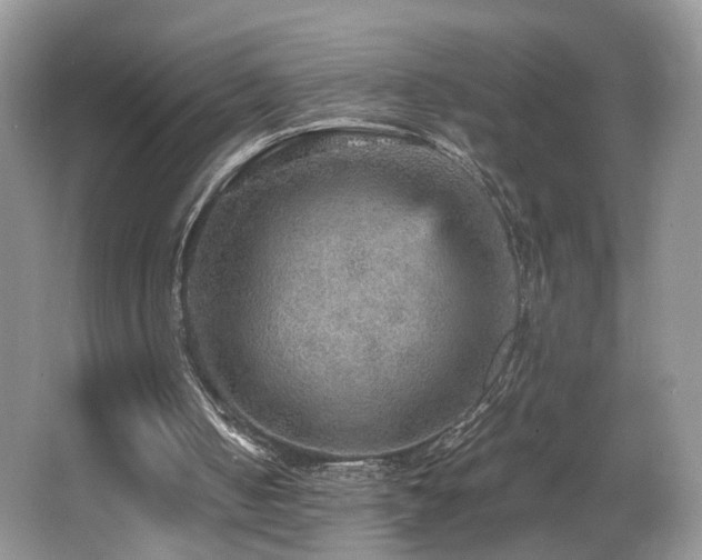 X0000065980050200603031205