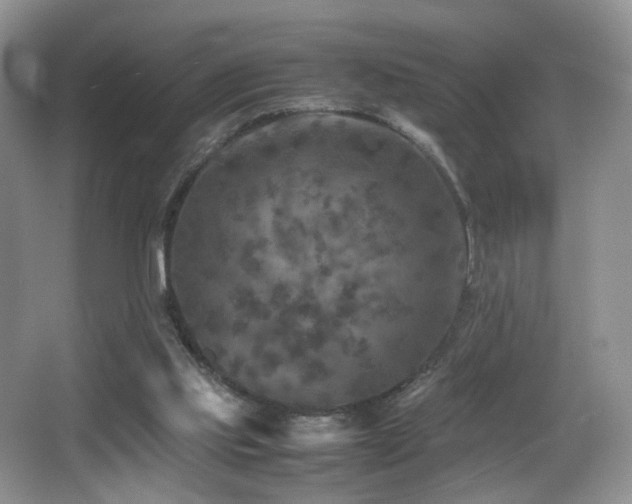 X0000065980061200603031205