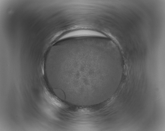 X0000065980062200603031205