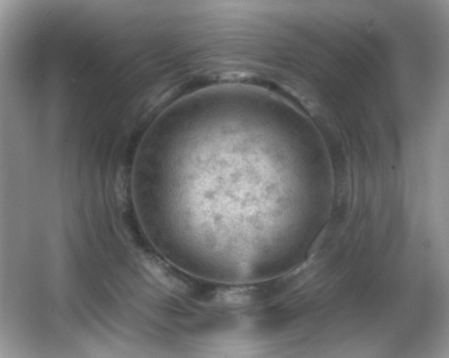 X0000065980078200603031206