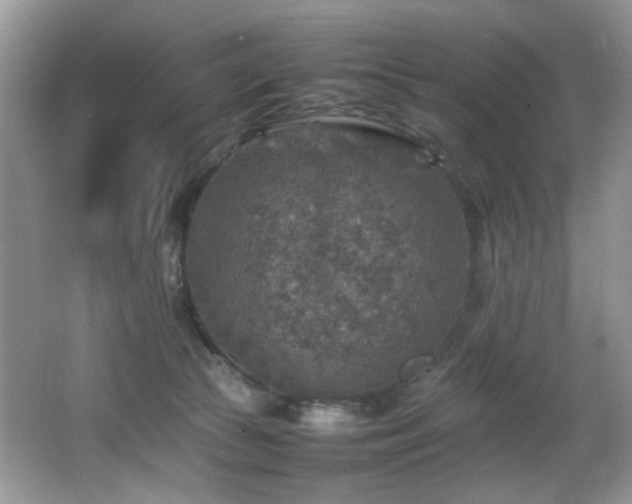 X0000065980177200603031204