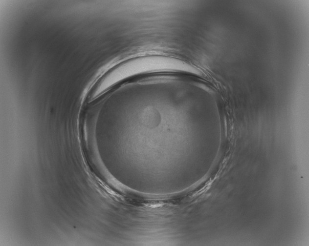 X0000065980244200603031202