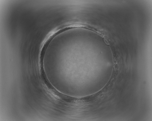 X0000065980296200603031202