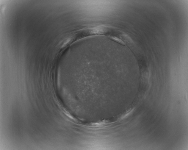 X0000065980325200603031201