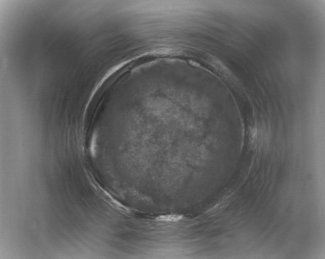 X0000065980484200603031158