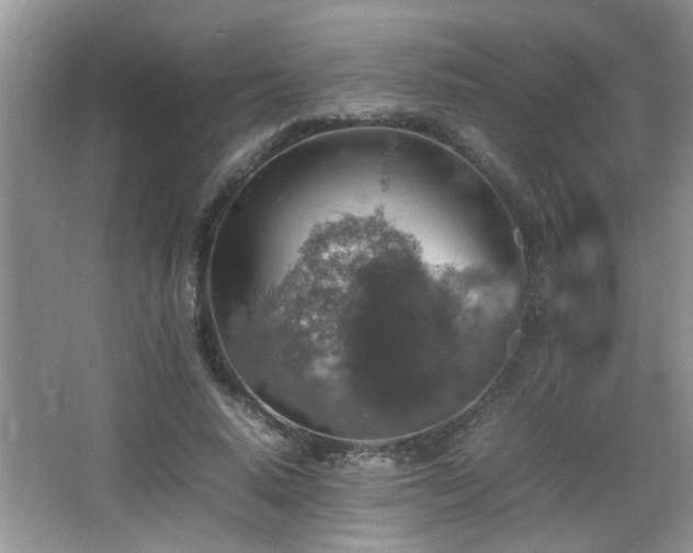 X0000065980640200603031155