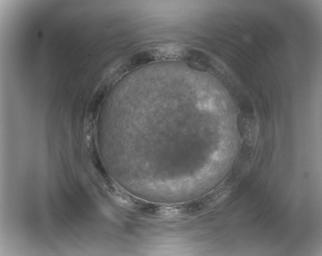 X0000065980701200603031155