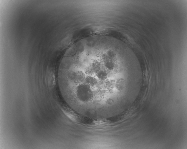 X0000065980703200603031155