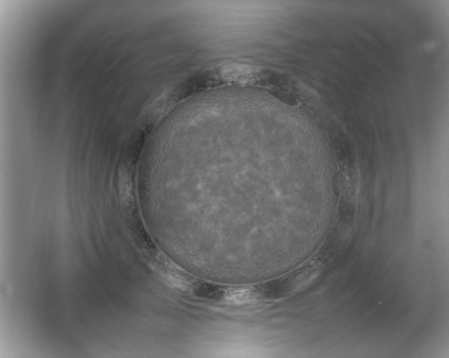 X0000065980705200603031155