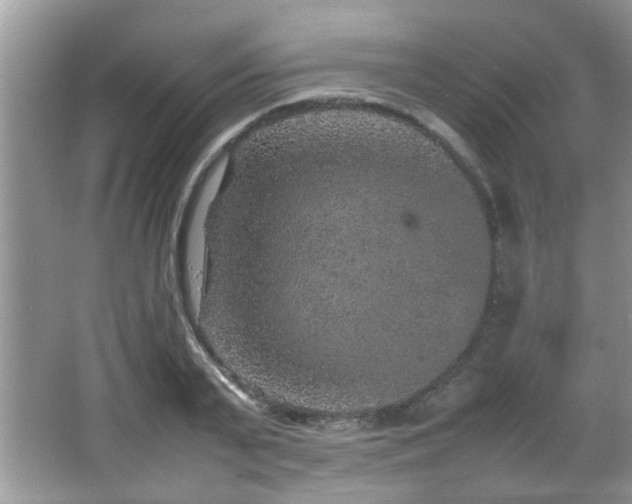 X0000065980791200603031153