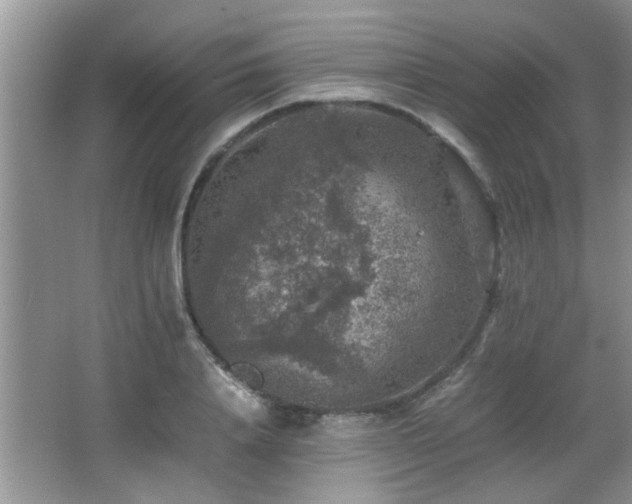 X0000065980840200603031152