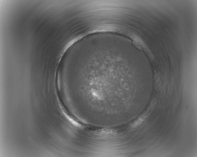 X0000065980842200603031152