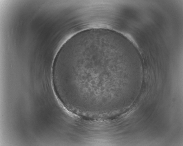 X0000065980895200603031151