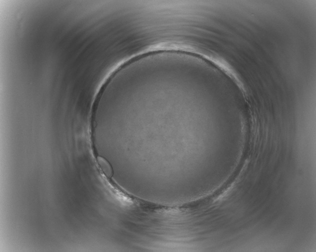 X0000065980896200603031151