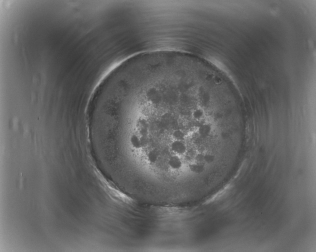 X0000065980925200603031151