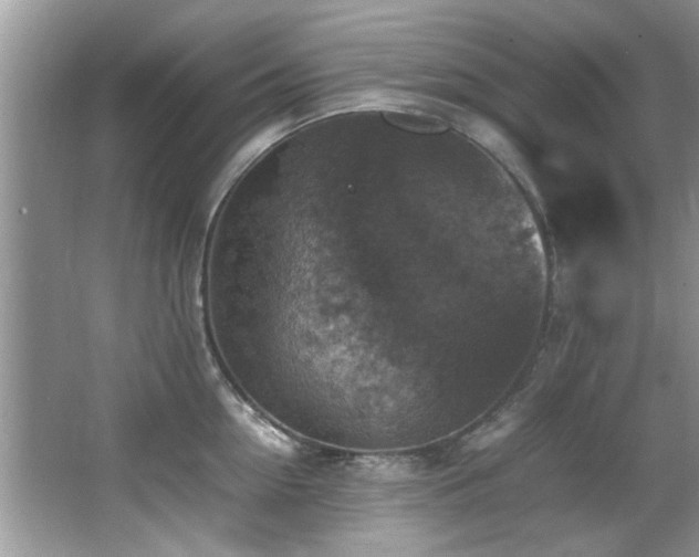 X0000065980954200603031151