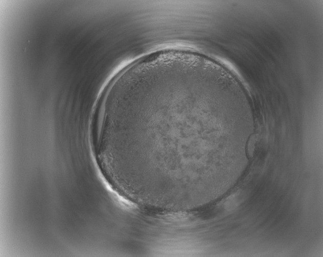 X0000065980999200603031150