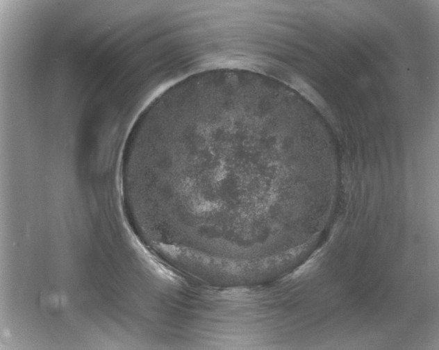 X0000065981028200603031149