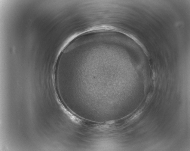 X0000065981054200603031150