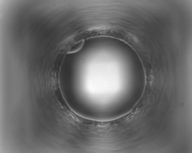 X0000065981062200603031149