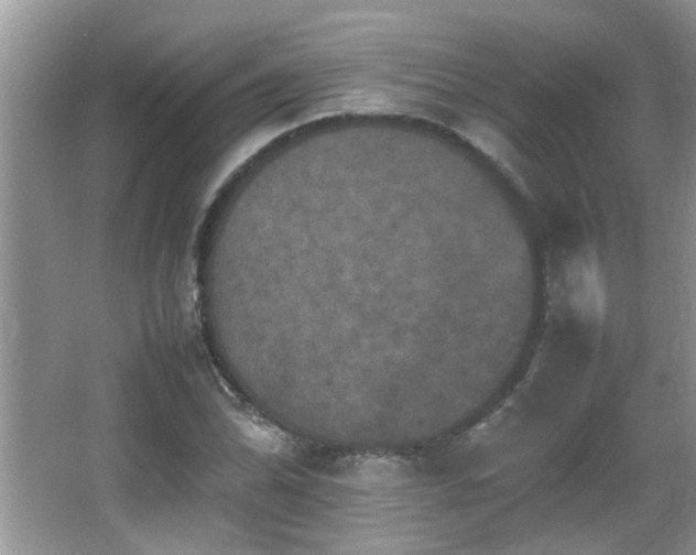 X0000065981070200603031149