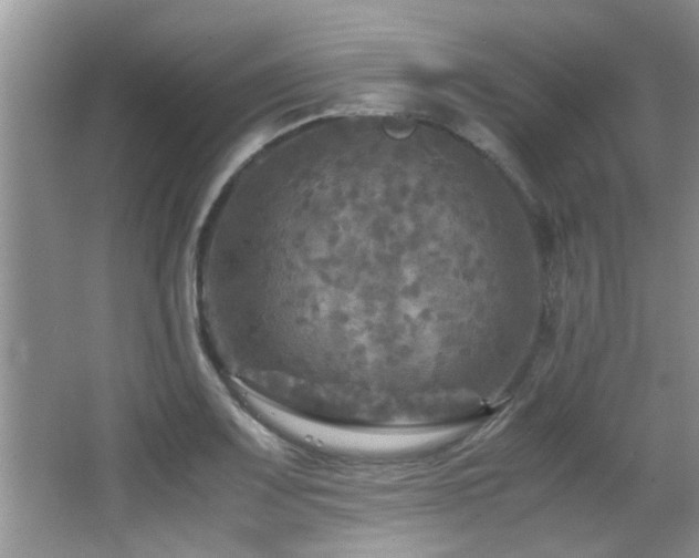 X0000065981083200603031148