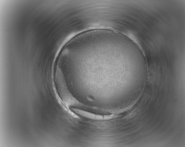 X0000065981096200603031148