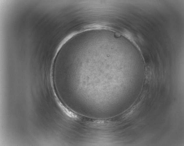 X0000065981098200603031148