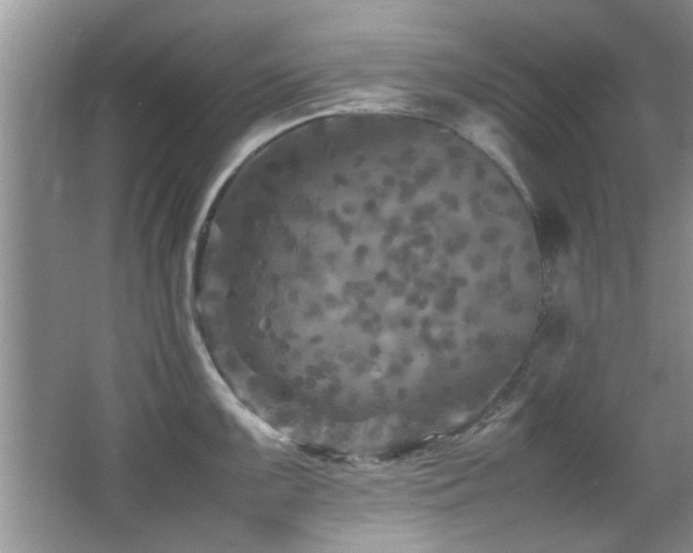 X0000065981099200603031148