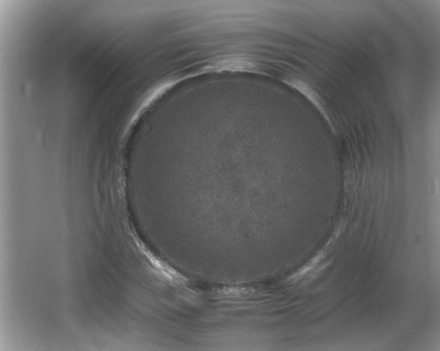 X0000065981115200603031147