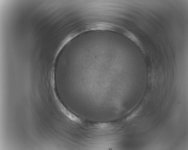 X0000065981130200603031148