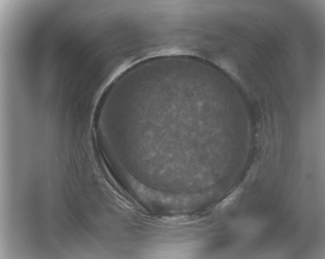 X0000065981173200603031147