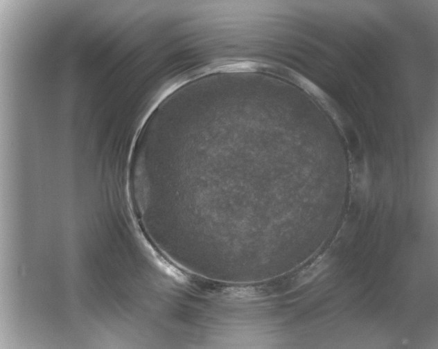 X0000065981194200603031146