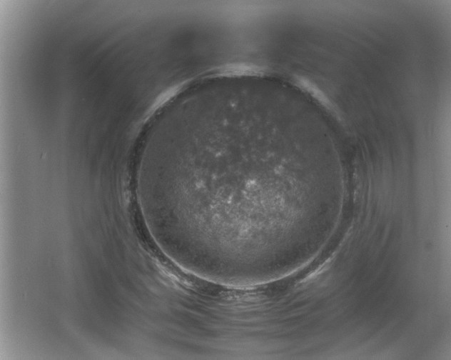 X0000065981213200603031146