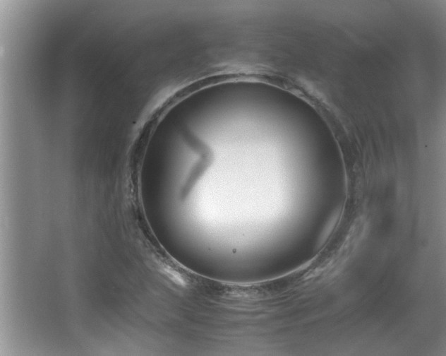 X0000065981215200603031146