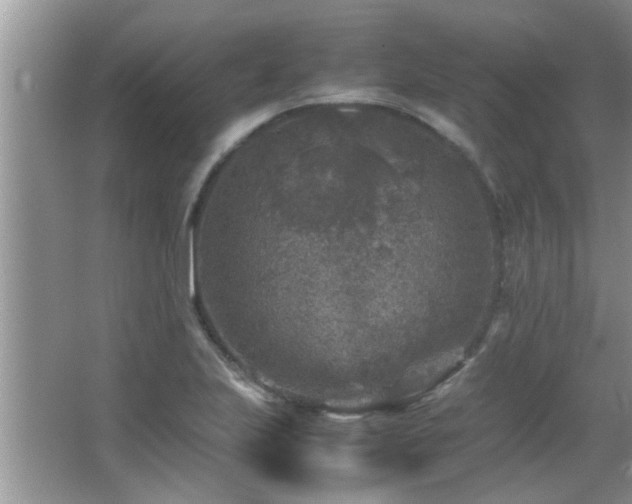 X0000065981223200603031146