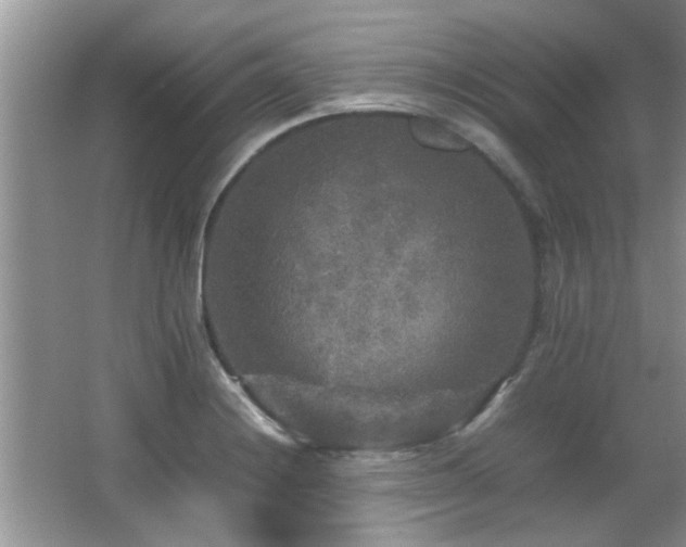 X0000065981228200603031146