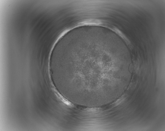 X0000065981240200603031146