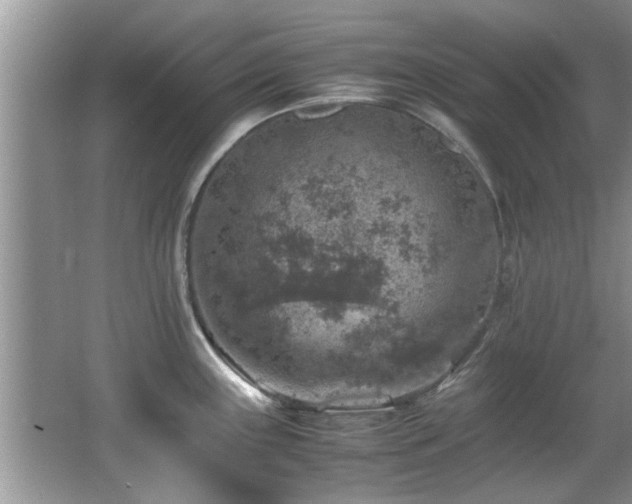 X0000065981243200603031146